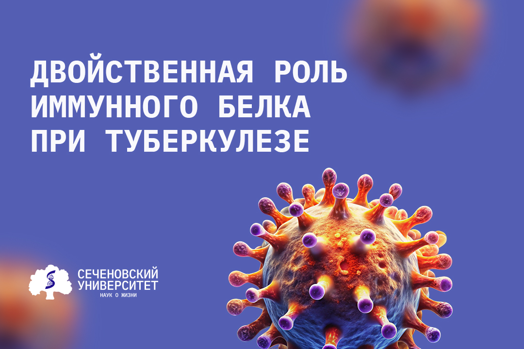 Ученые Сеченовского Университета раскрыли двойственную роль иммунного белка при туберкулезе