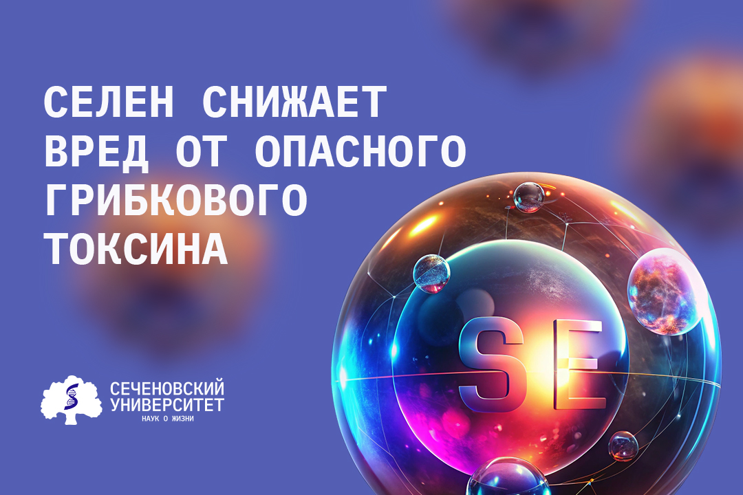 В Сеченовском Университете выяснили, как селен снижает вред от опасного грибкового токсина